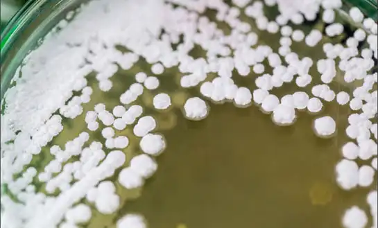 Organic Amino Acid Fertilizers: What Source Really Matters